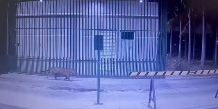 Onça-pintada tenta invadir condomínio de luxo em Ji-Paraná