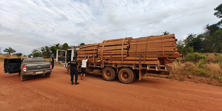 PF deflagra operação contra extração ilegal de madeira em terra indígena