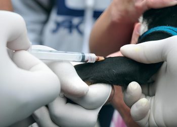 Primeiro caso de leishmaniose visceral canina é confirmado em Porto Velho pelo CRMV