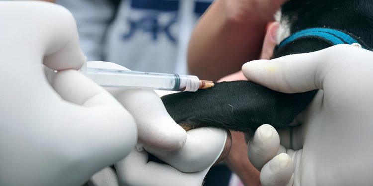 Primeiro caso de leishmaniose visceral canina é confirmado em Porto Velho pelo CRMV