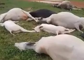 Temporal mata 24 animais em fazenda de Seringueiras