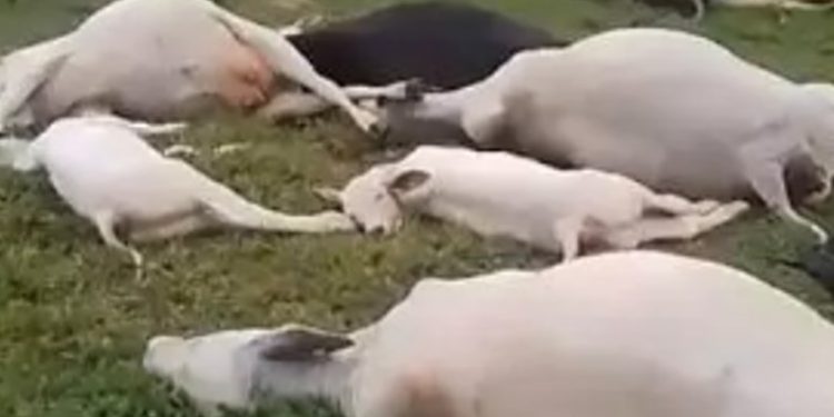 Temporal mata 24 animais em fazenda de Seringueiras