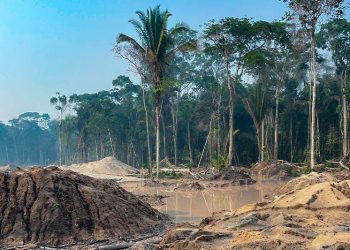 Lula autoriza concessão florestal em parque nacional de Rondônia