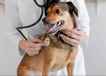 Secretaria de Meio ambiente e Desenvolvimento Sustentável inaugura 1ª clínica de bem-estar animal de RO