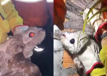 ‘Ave fantasma’ é resgatada ferida próximo ao anel viário em Ji-Paraná