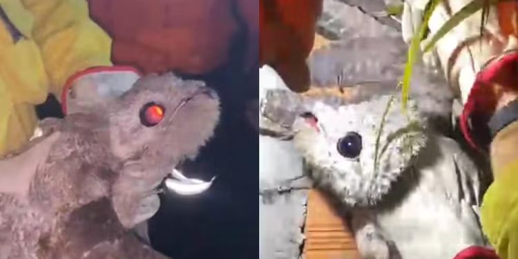 ‘Ave fantasma’ é resgatada ferida próximo ao anel viário em Ji-Paraná