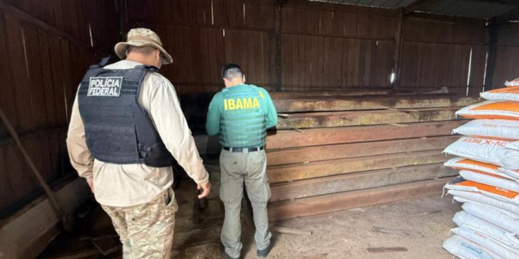 PF, Ibama e Funai desmontam garimpo e apreendem madeira ilegal em Rondônia