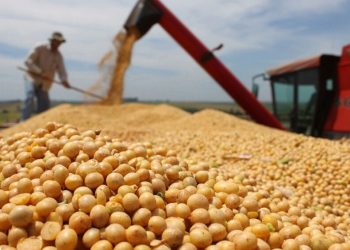 Rondônia deve ultrapassar 700 mil hectares de soja na safra 25/26
