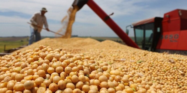Rondônia deve ultrapassar 700 mil hectares de soja na safra 25/26