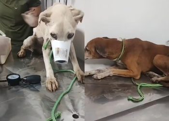 Animais em estado crítico são resgatados em Porto Velho e tutor é preso por maus-tratos