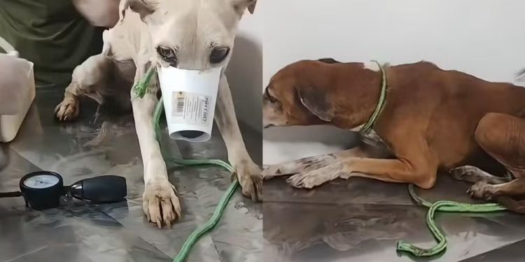 Animais em estado crítico são resgatados em Porto Velho e tutor é preso por maus-tratos