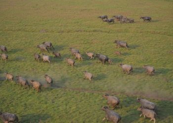 Teste vai avaliar abate de búfalos invasores na Amazônia