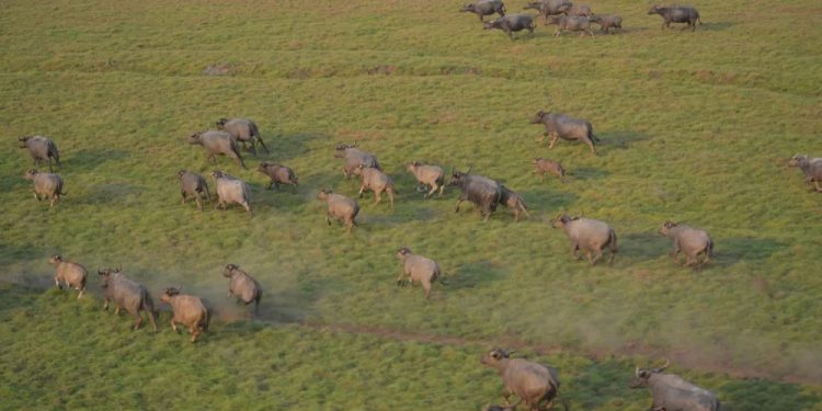 Teste vai avaliar abate de búfalos invasores na Amazônia