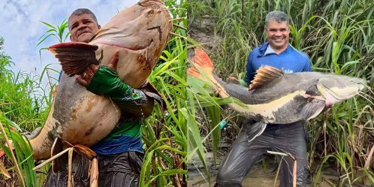 Pirarara gigante de mais de 50 kg é fisgada no Rio Madeira e momento viraliza nas redes