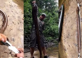 Pescador de Rondônia captura peixe-elétrico de 2 metros, o maior já registrado no Brasil