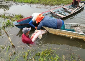 Ibama libera pesca sem limite de pirarucu no rio Madeira após classificar espécie como invasora