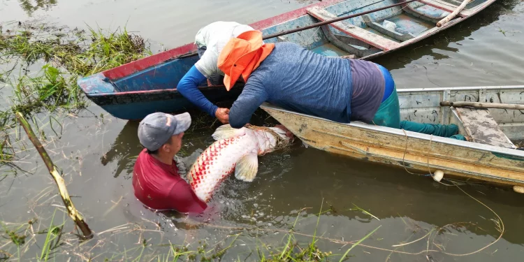 Ibama libera pesca sem limite de pirarucu no rio Madeira após classificar espécie como invasora
