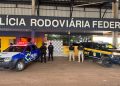 POLÍCIA: PRF apreende quase 170 kg de skunk após perseguição na BR-429 em Rondônia
