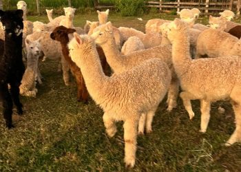 Lhamas apreendidas no Acre seriam exibidas na Rondônia Rural Show, afirma empresário