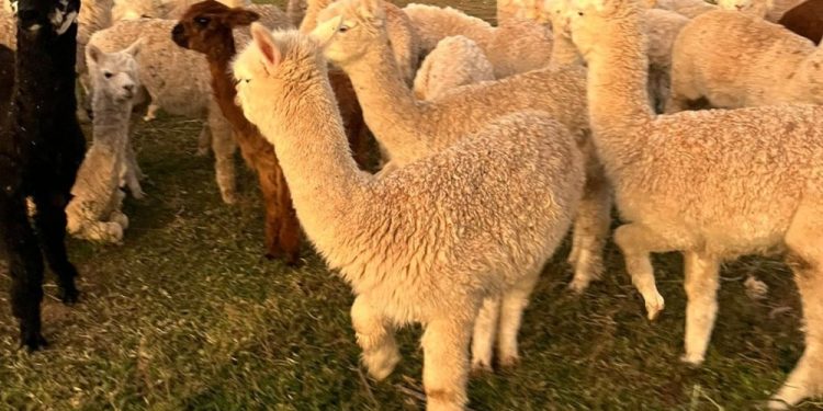 Lhamas apreendidas no Acre seriam exibidas na Rondônia Rural Show, afirma empresário