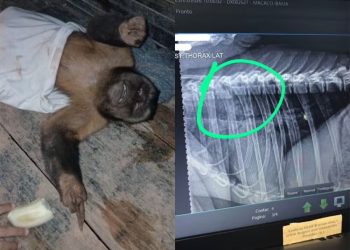 Crueldade: Macaco-prego morre após ser encontrado com coluna fraturada e sinais de agressão em Rondônia