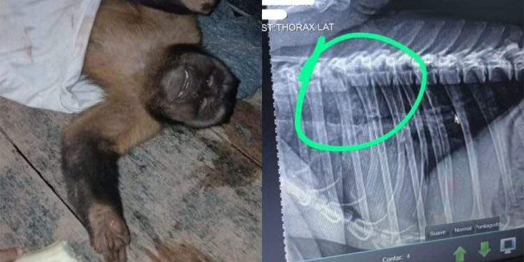 Crueldade: Macaco-prego morre após ser encontrado com coluna fraturada e sinais de agressão em Rondônia