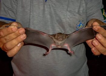 Agevisa emite alerta após confirmação de morcegos com raiva em Rondônia; população deve redobrar os cuidados