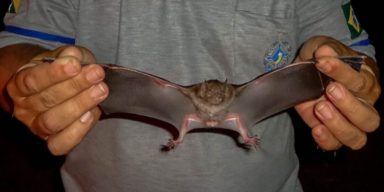 Agevisa emite alerta após confirmação de morcegos com raiva em Rondônia; população deve redobrar os cuidados