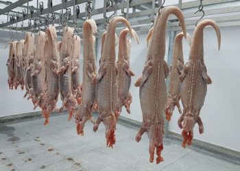 Carne de jacaré produzida em Rondônia avança para conquistar selo nacional de origem