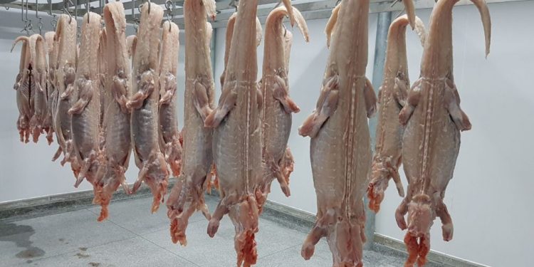 Carne de jacaré produzida em Rondônia avança para conquistar selo nacional de origem